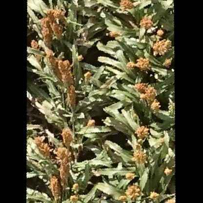 高粱目标检测数据集(2 类,COCO 格式)(1) 样本 5