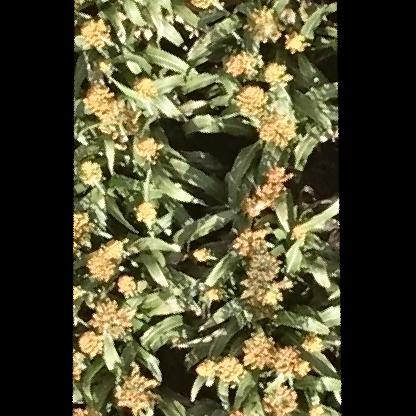 高粱目标检测数据集(2 类,COCO 格式)(1) 样本 6