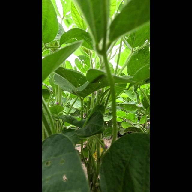大豆花朵检测数据集（COCO 格式） 样本 2