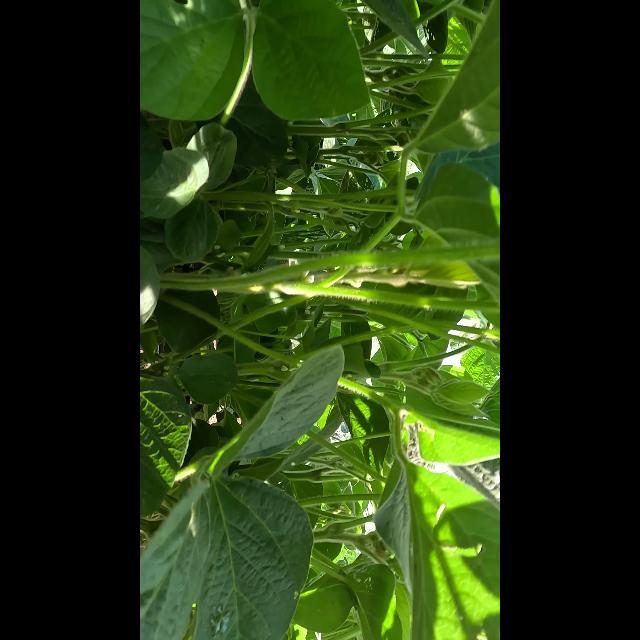 大豆花朵检测数据集（COCO 格式） 样本 3