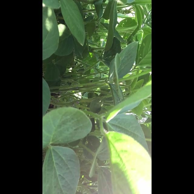 大豆花朵检测数据集（COCO 格式） 样本 4
