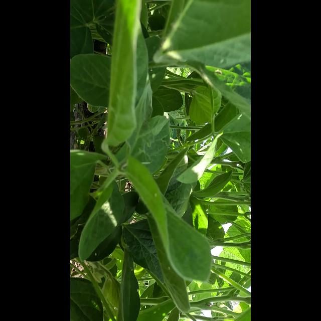 大豆花朵检测数据集（COCO 格式） 样本 6