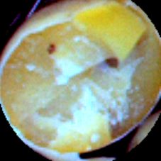大豆种子分类图像数据集（5 类） 样本 4