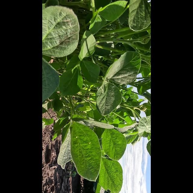 大豆花朵检测数据集 v2(COCO 格式) 样本 3