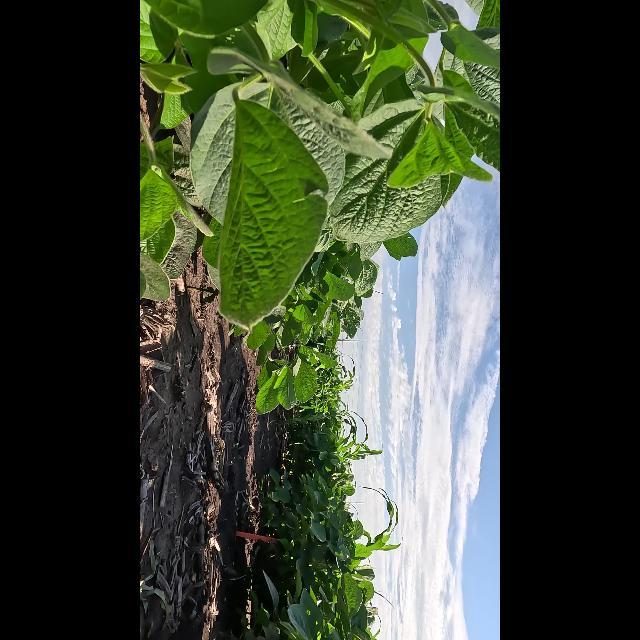 大豆花朵检测数据集 v2(COCO 格式) 样本 4