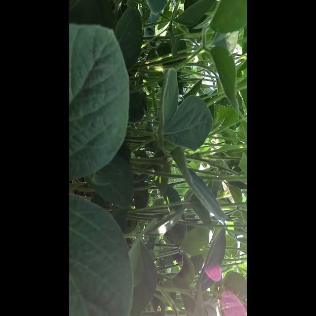 大豆花朵检测数据集 v2(COCO 格式) 样本 5