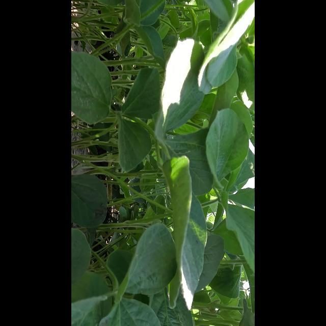 大豆花朵检测数据集 v2(COCO 格式) 样本 6