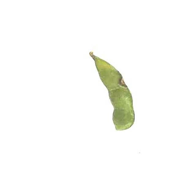 大豆品质分级检测数据集(COCO 格式) 样本 4