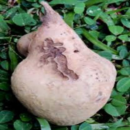 红薯腐烂损伤检测数据集(COCO 格式) 样本 3