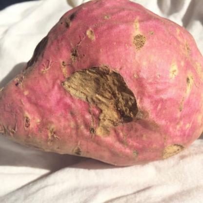 红薯腐烂损伤检测数据集(COCO 格式) 样本 4