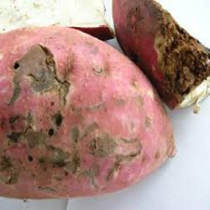 红薯腐烂损伤检测数据集(COCO 格式) 样本 5
