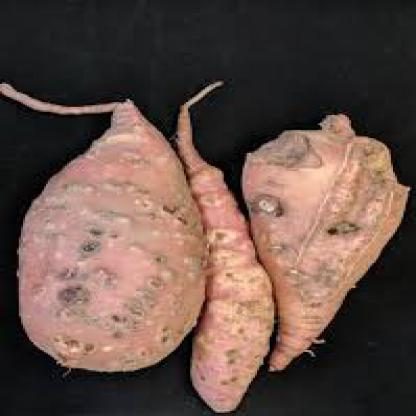 红薯腐烂损伤检测数据集(COCO 格式) 样本 6