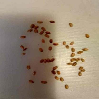 小麦目标检测数据集（COCO 格式） 样本 3