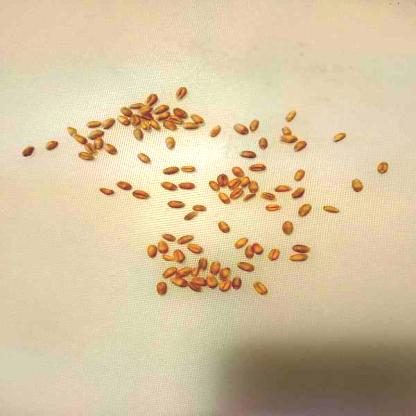 小麦目标检测数据集（COCO 格式） 样本 4