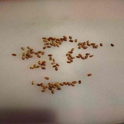 小麦目标检测数据集（COCO 格式） 样本 5