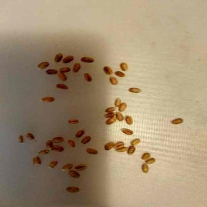 小麦目标检测数据集（COCO 格式） 样本 6