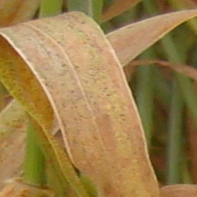 小麦锈病目标检测数据集（COCO 格式） 样本 3