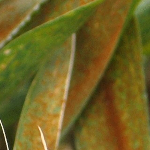 小麦锈病目标检测数据集（COCO 格式） 样本 4