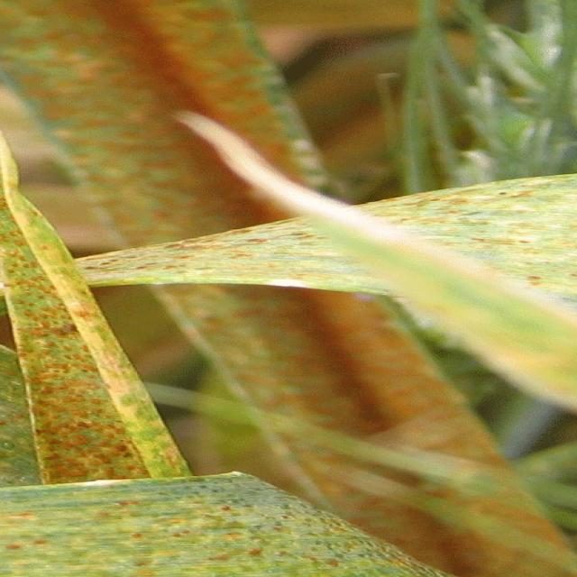 小麦锈病目标检测数据集（COCO 格式） 样本 5