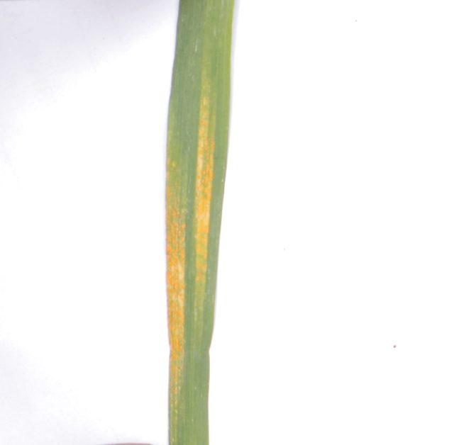 小麦叶片病害三分类数据集 样本 6