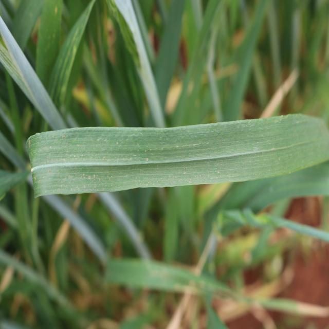 小麦叶片目标检测数据集(COCO 格式) 样本 2