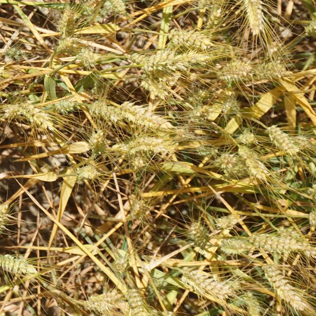 小麦穗目标检测数据集(COCO 格式) 样本 4